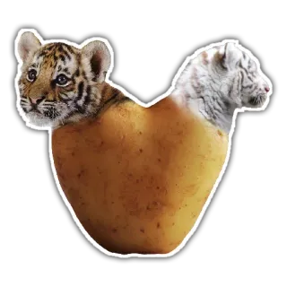 🐯 tigre, cachorro, patata, animal, divertido, lindo, tigre blanco whatsapp sticker