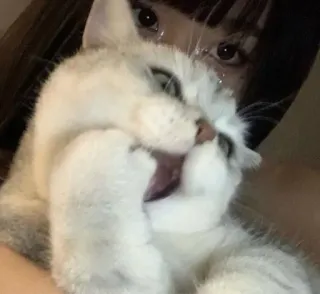 🤭 고양이, 귀여운, 동물, 애완동물, 새끼 고양이, 흰색 telegram sticker
