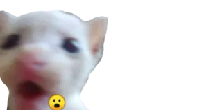 😮 gato, emoji, chocado, animal telegram sticker