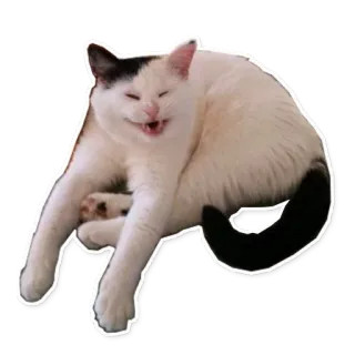 😵 chat, animal, animal de compagnie, chat blanc, chat drôle, chat souriant telegram sticker