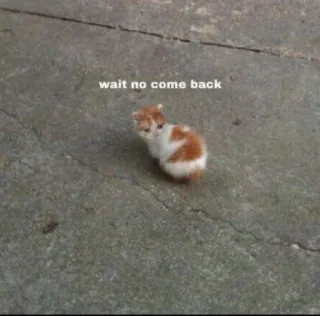 2️⃣ wait no come back gatto, gattino, carino, animale, meme telegram sticker