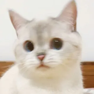 🐱 cat, kitten, pet, animal, cute, domestic cat whatsapp sticker