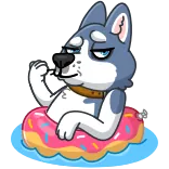 🐶