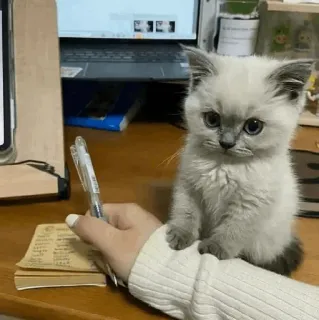 🌿 mèo con, mèo, thú cưng, viết, động vật telegram sticker