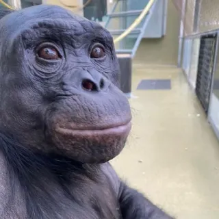 😬 animale, scimmia, primate, primo piano, bonobo whatsapp sticker