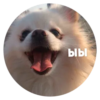 😂 ыы 犬, 可愛い, 幸せ, ペット, 動物, ポメラニアン telegram sticker