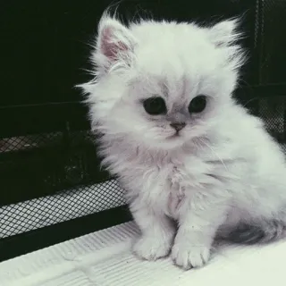 🐾 새끼 고양이, 고양이, 귀여운, 하얀, 폭신한, 애완 동물, 동물 telegram sticker