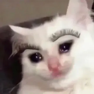 😒 cat, eyebrows, funny, crying, meme whatsapp sticker