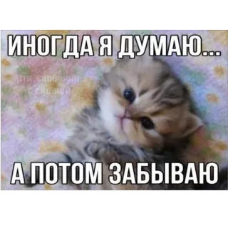😮 ИНОГДА Я ДУМАЮ... А ПОТОМ ЗАБЫВАЮ gato, gatinho, meme, engraçado, fofo, animal telegram sticker