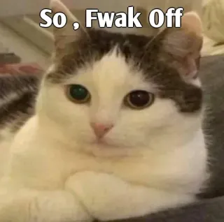 👀 So, Fwak Off gato, ofensivo, meme, animal, gracioso whatsapp sticker