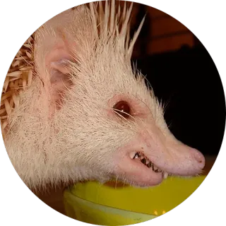 😡 hérisson, animal, piquant, rongeur, mammifère telegram sticker