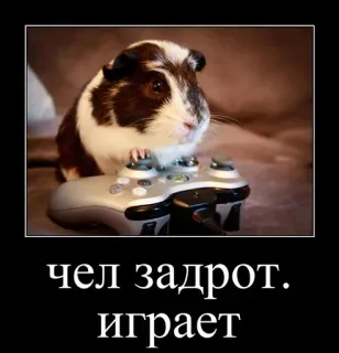 🐹 чел задрот.
играет cochon d'inde, gamer, jeu, animal, russe, texte, manette whatsapp sticker
