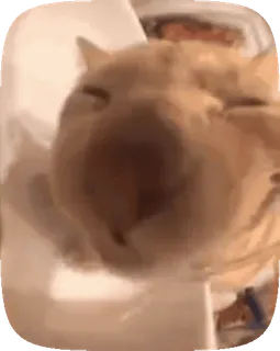 😽 chat, animal, animal de compagnie, drôle, mème, visage écrasé telegram sticker