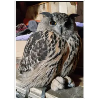🥰 owl, bird, wildlife, nature, animal, predator, feathers, cute telegram sticker