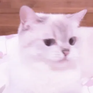 🐱 gato, animal, mascota, lindo, gatito, felino whatsapp sticker