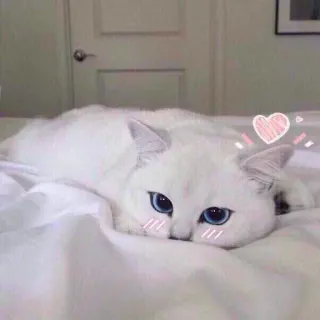 ❤ gatto, animale, carino, animale domestico, gatto bianco, occhi blu, letto whatsapp sticker