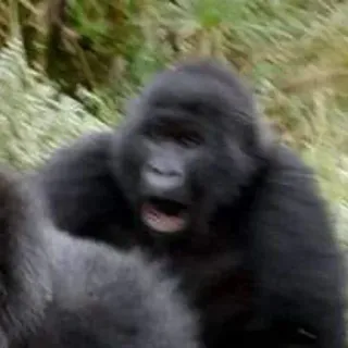 😳 Gorilla, Animale, Primate, Fauna selvatica, Mammifero whatsapp sticker