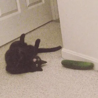 🥒 cat, cucumber, funny, scared, animal, pet telegram sticker