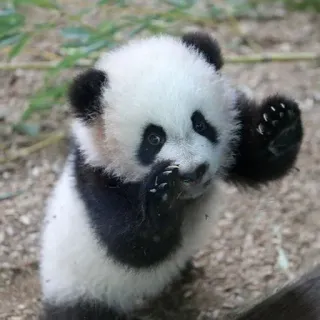 🐼 Panda, Mignon, Animal, Bébé panda, Faune, Petit whatsapp sticker