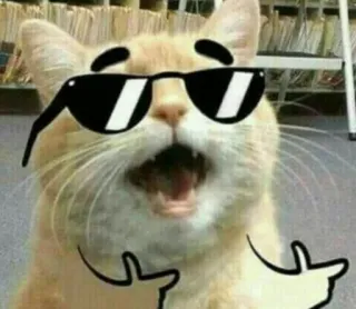 👉 Katze, Sonnenbrille, cool, Tier, Meme telegram sticker