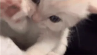 💞 kat, kitten, schattig, huisdier, dier whatsapp sticker