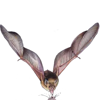 🦇 bat, animal, mammal, flying, wings, wildlife telegram sticker