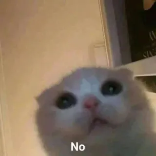 😐 No кот, котёнок, милый, нет, питомец, животное telegram sticker