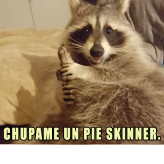 😝 CHUPAME UN PIE SKINNER. rakun, hewan, humor, hinaan, menyinggung, meme whatsapp sticker