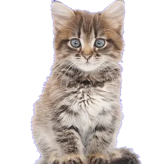 😄 chaton, chat, animal, animal de compagnie, mignon, félin whatsapp sticker