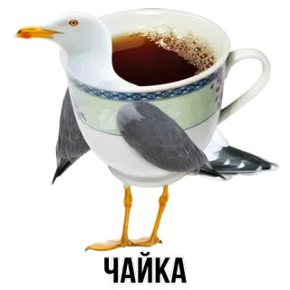 🕊 ЧАЙКА seagull, tea, cup, bird, animal whatsapp sticker