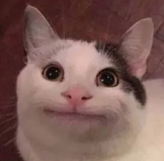 😐 kucing, binatang, hewan peliharaan, meme, lucu, imut telegram sticker