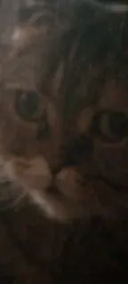 😐 gato, animal, animal de estimação, felino telegram sticker