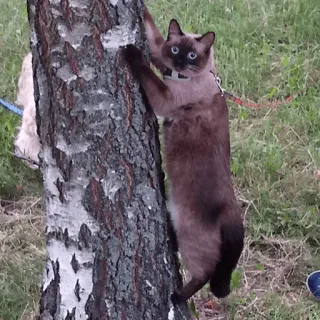 🌳 Katze, Tier, Baum, Siamkatze, Haustier, Klettern, Draußen telegram sticker