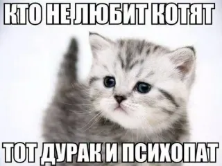 😍 КТО НЕ ЛЮБИТ КОТЯТ
ТОТ ДУРАК И ПСИХОПАТ cat, kitten, meme, funny, humor, animal telegram sticker