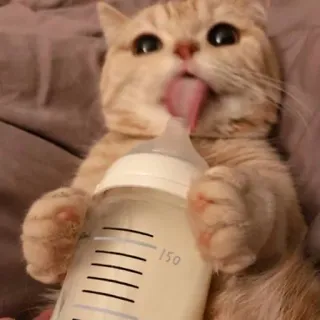 🥛 고양이, 새끼 고양이, 동물, 애완 동물, 우유, 젖병 telegram sticker