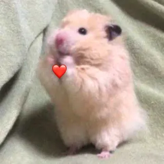 🥰 chomik, słodki, gryzoń, zwierzę domowe, zwierzę, serce, uroczy telegram sticker