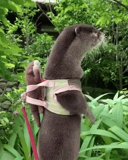 @vidromemi OTTERS telegram stickers