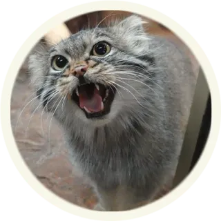 😱 кот, животное, млекопитающее, кошачий, злой, дикий кот, манул telegram sticker