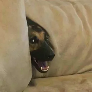 😆 perro, mascota, animal, canino, lindo, divertido, sofá telegram sticker