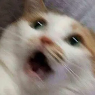🪐 cat, animal, shocked, meme, funny, frightened, surprised telegram sticker