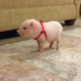 💘 CUTEPETCLUB.COM поросёнок, животное, милый, домашнее животное, мини-пиг, домашнее животное, розовый, сельскохозяйственное животное telegram sticker