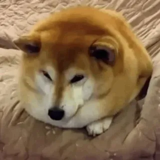 🐕 perro, shiba inu, animal, mascota, lindo, pan whatsapp sticker