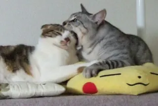 😶 cats, animals, pets, kitten, pillow, cute telegram sticker