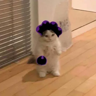 🍆 cat, animal, sticker, funny, cute, mineta telegram sticker