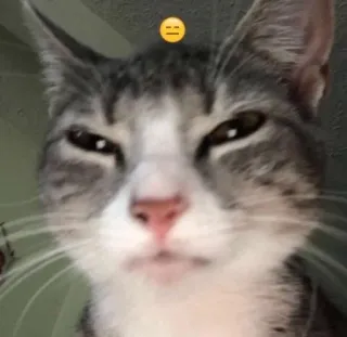 😑 猫, 动物, 宠物, 贴纸, 哺乳动物 telegram sticker