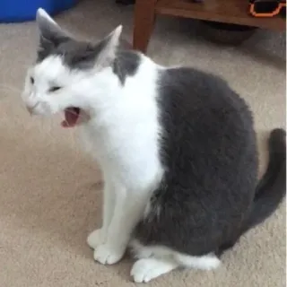 🐱 chat, bâillement, gris, blanc, animal domestique, animal de compagnie, félin telegram sticker