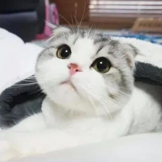 🤓 kot, słodki, zwierzę domowe, zwierzę, scottish fold, kociak, kot domowy, uroczy telegram sticker