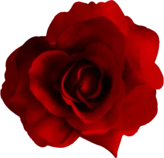 🌹 rote Rose, Blume, Romantik, Liebe, Valentinstag, Natur, Pflanze whatsapp sticker
