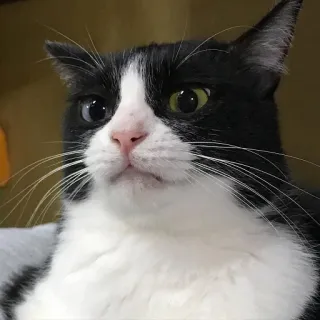 🤨 cat, tuxedo cat, pet, animal, black and white, domestic cat, mammal, feline telegram sticker