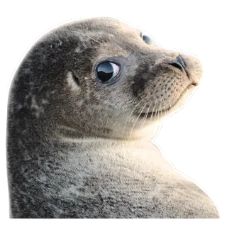 😕 foca, animale, mammifero, carino, mare telegram sticker